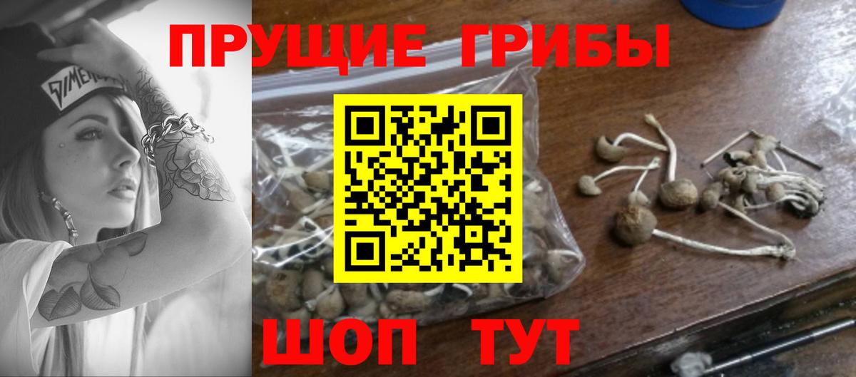 Галлюциногенные грибы Psilocybine cubensis Бирск
